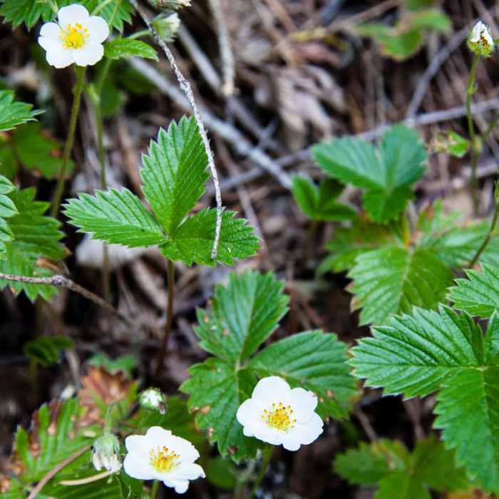 Near Brice Creek Trail, Champion Creek Trailhead to Lund Campground Hike