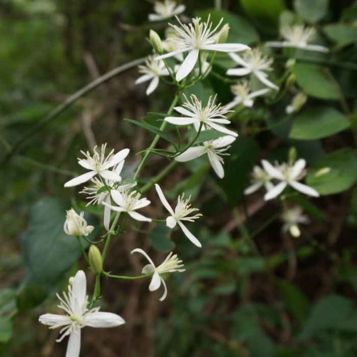 This is a flower that is found in endless supply near the beach side of the trail. It fills the air with an amazing floral fragrance. Near Rocky Point Trail