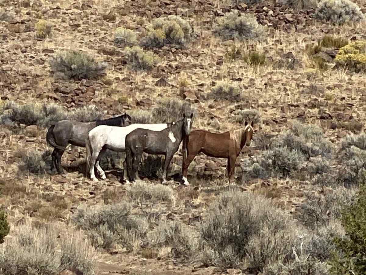 Dry Lakes Loop photo 4