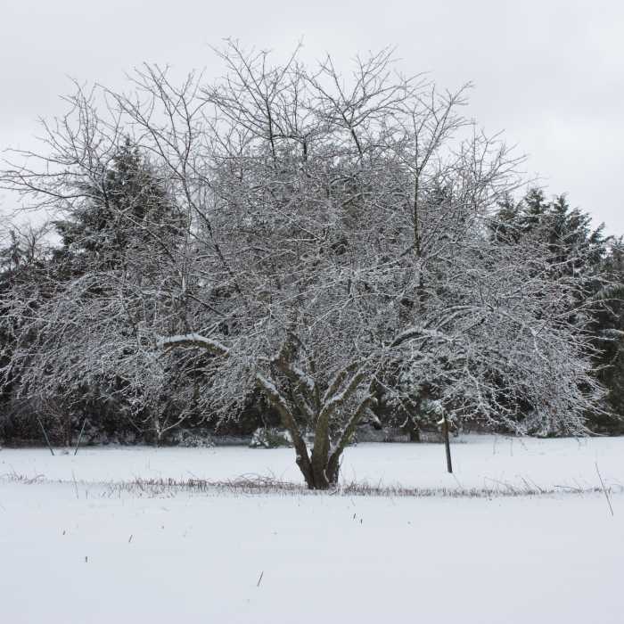 Trees Near Highland Farm Loop