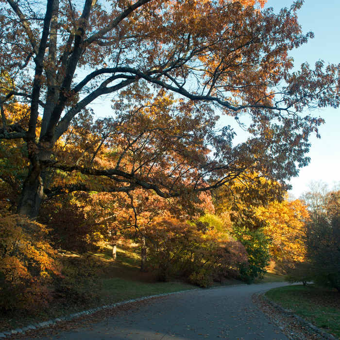 Oak Collection Near Arnold Arboretum Tour