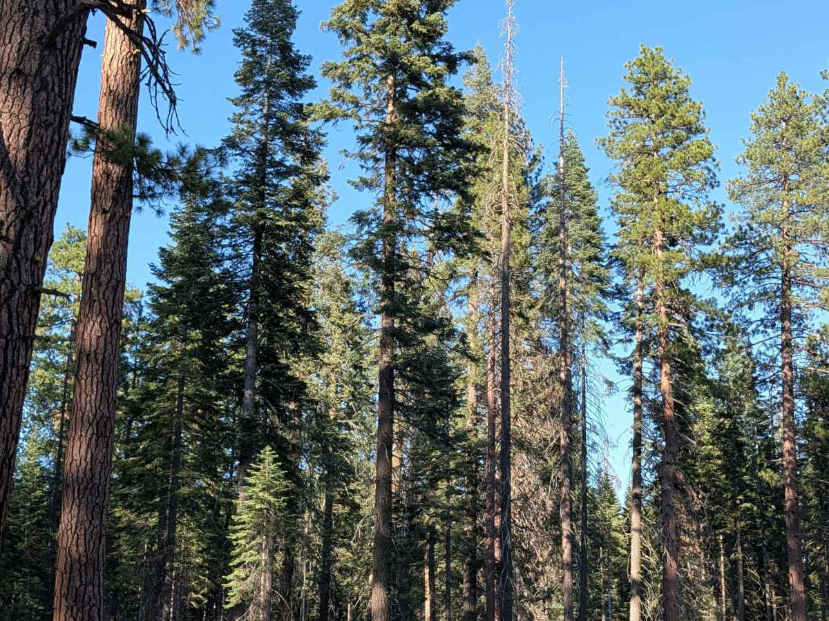 Antelope - FS 42N58 photo 3
