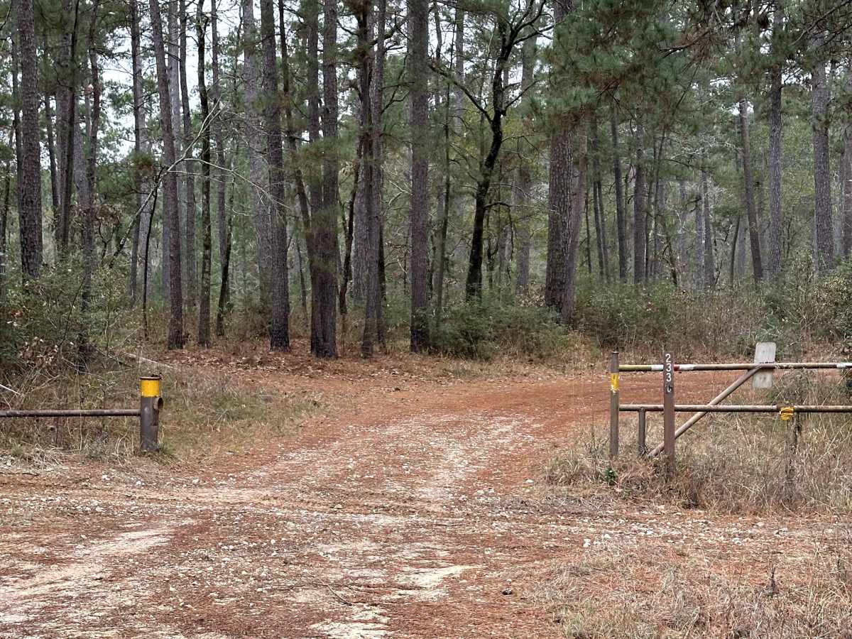 Brown Branch - FS 233C trail photo