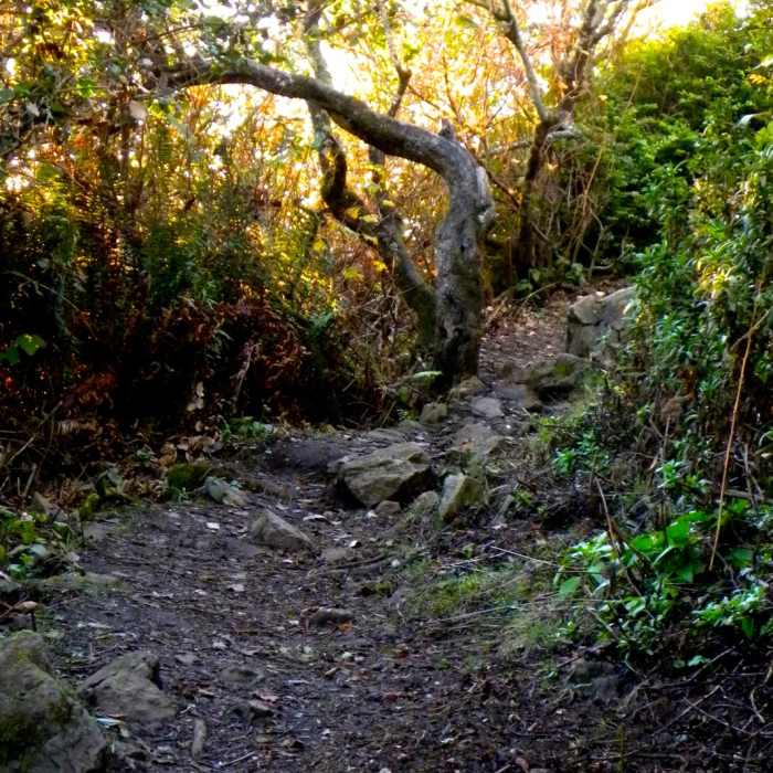 Near Trinidad Head Loop