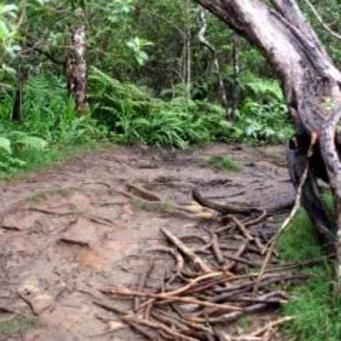 Near Awa'awapuhi Trail & Vista