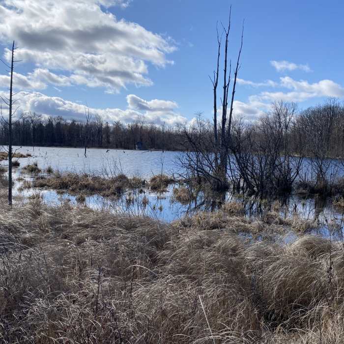 Near Learning Center Shea Wetland Loop Near Learning Center Shea Wetland Loop
