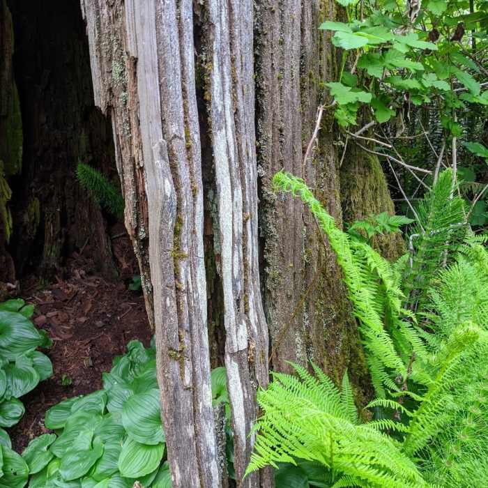 Near Richards Valley Trail