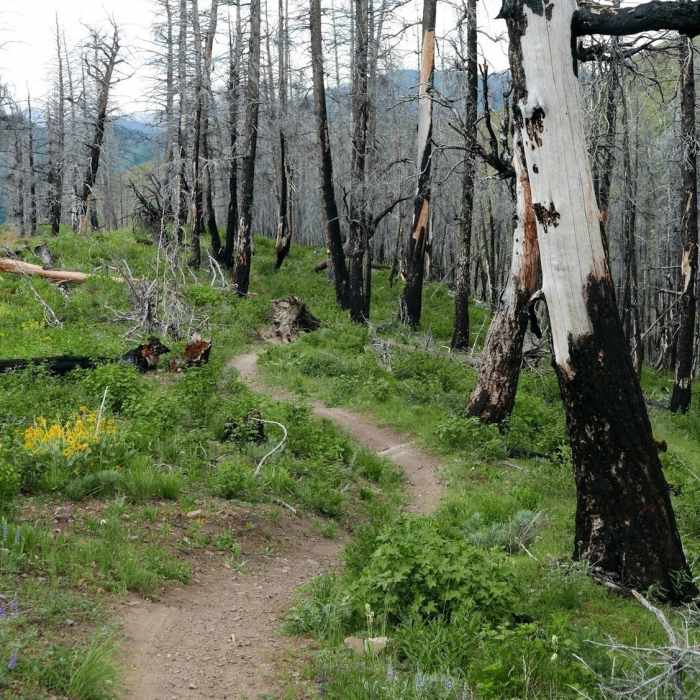 Near Warm Springs Trail