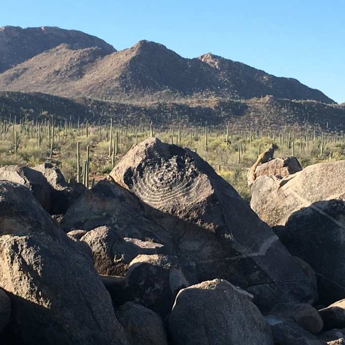 Near Cactus Wren Trail