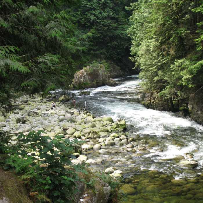 Near Coho Loop Trail