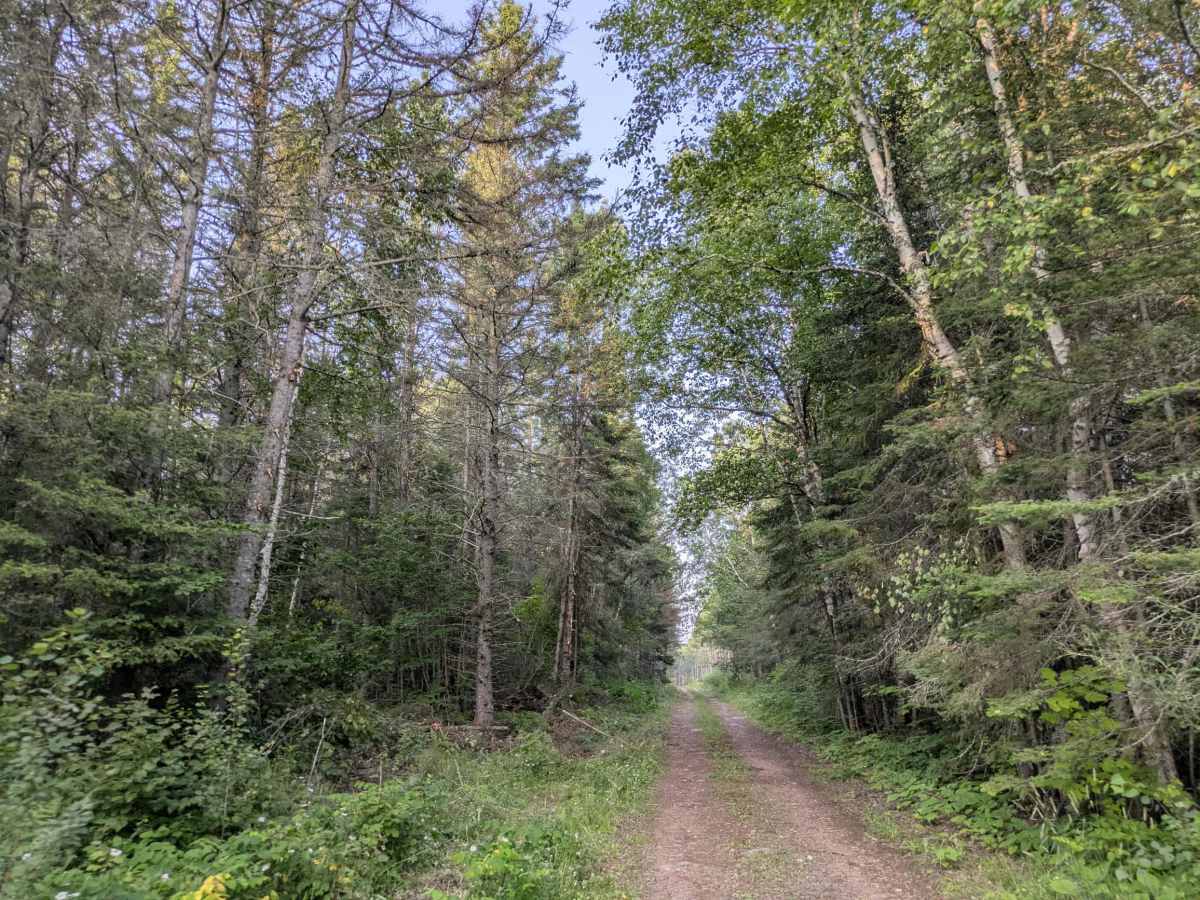 Mark Lake trail photo