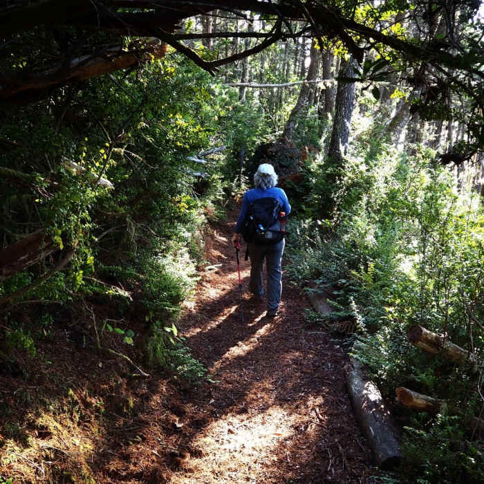 Descending thick forest and salal on Cape Sebastian Near Cape Sebastian