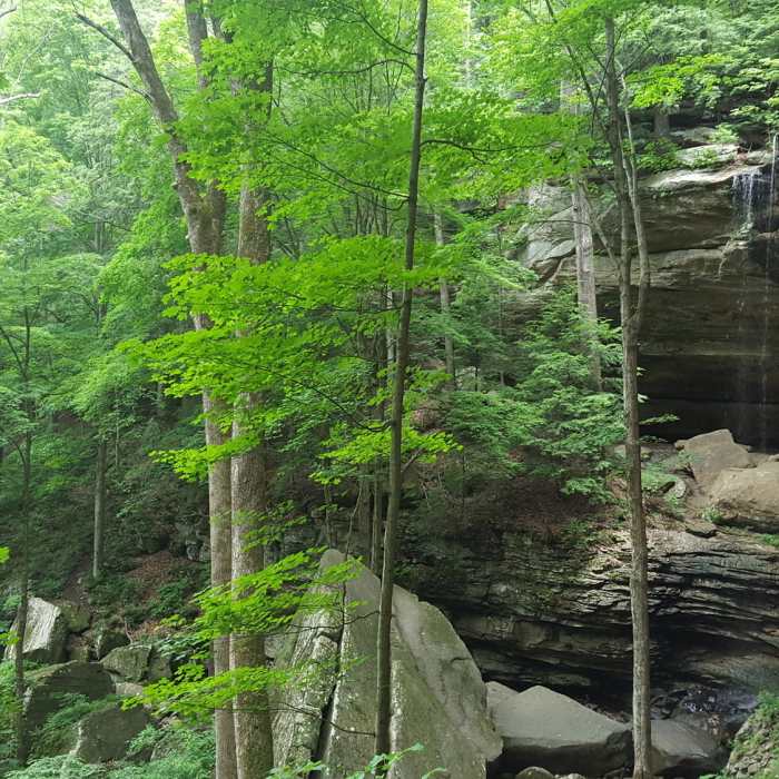 Near Anglin Falls Trail