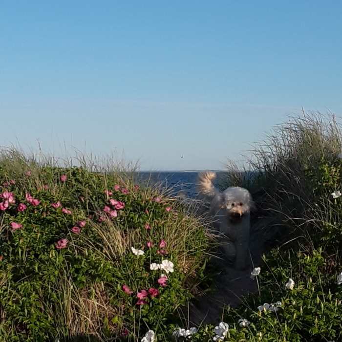 Jack in the beach rose. Near Weekapaug Beach