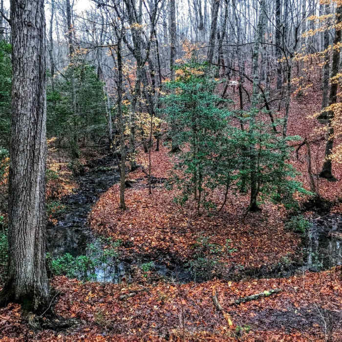Near Birkhead Mountain Wilderness Loop