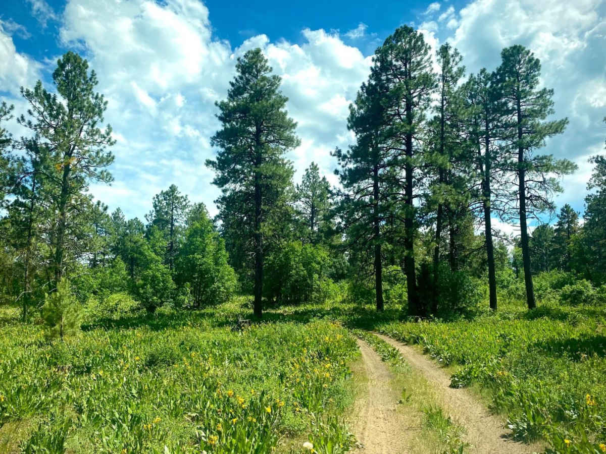 Eight Mile Mesa B-USFS Rd #651B photo 5