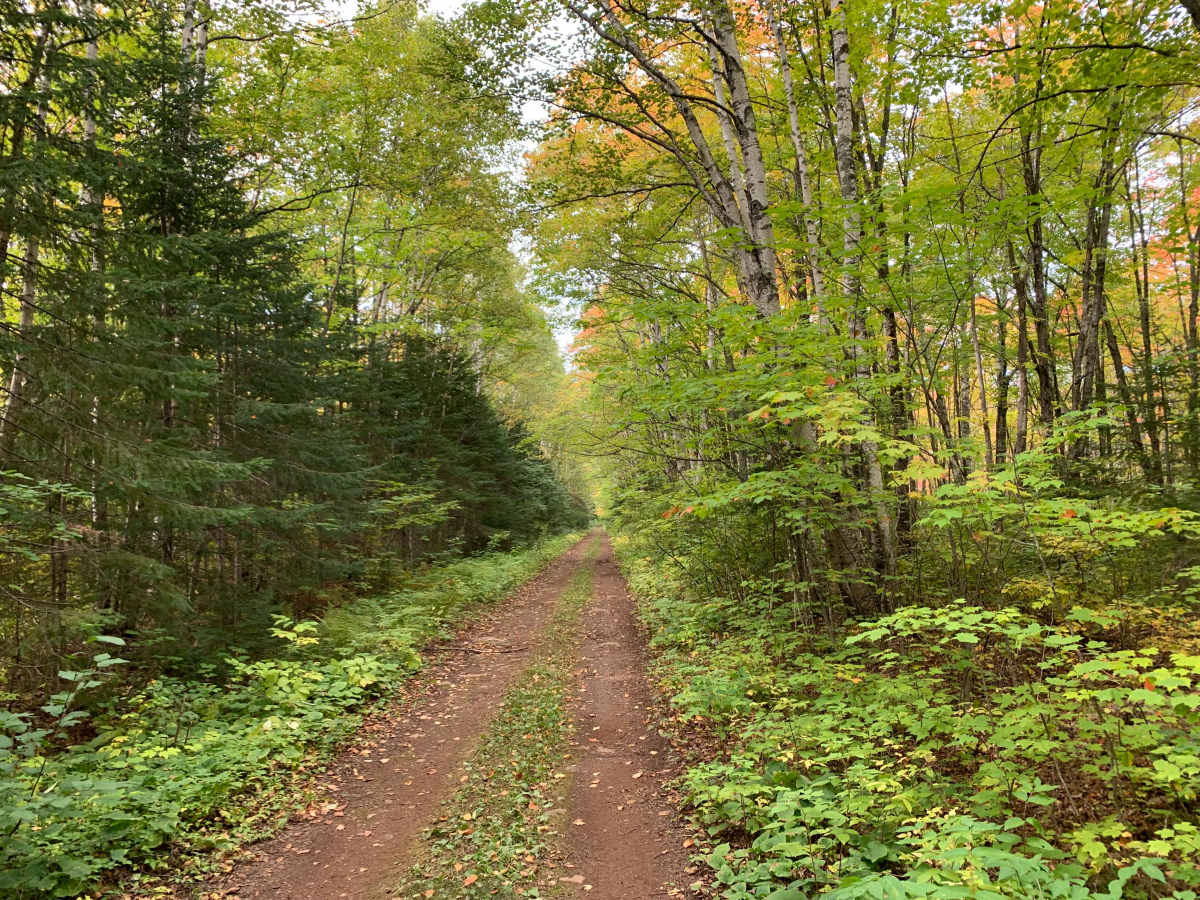 Houghtaling Trail - FS 1855 photo 3