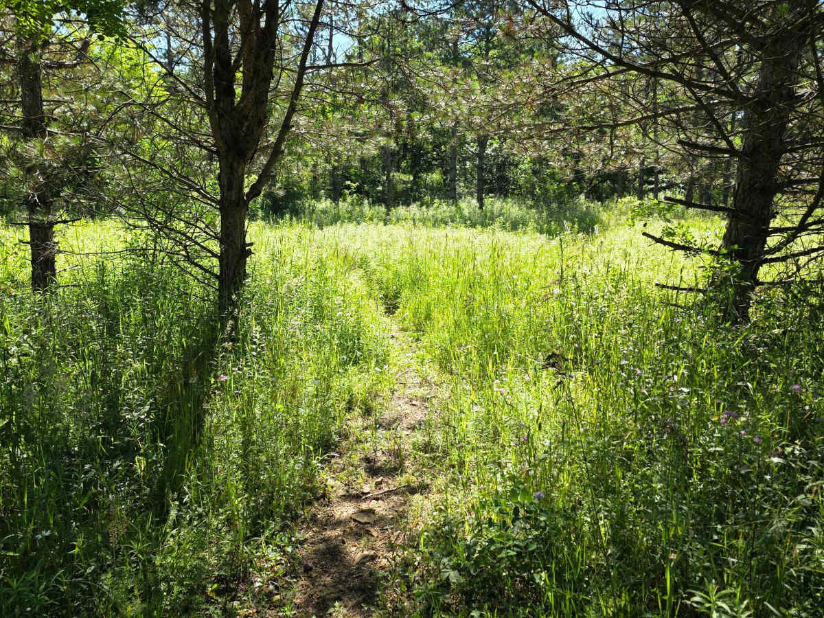 Single Track M1 photo 6