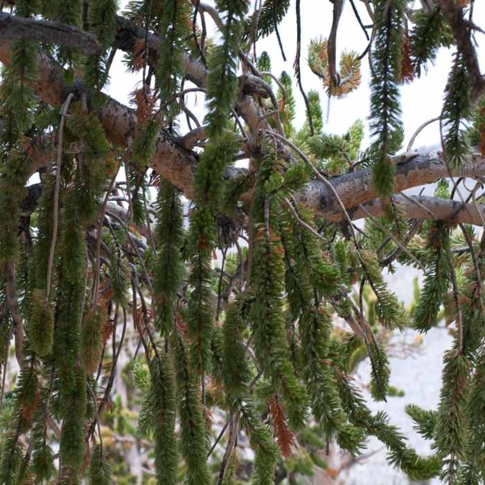 Near Bristlecone Pine Trail