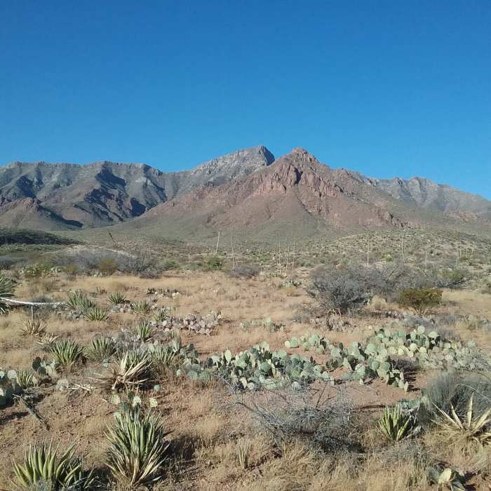Near Coyote Ugly