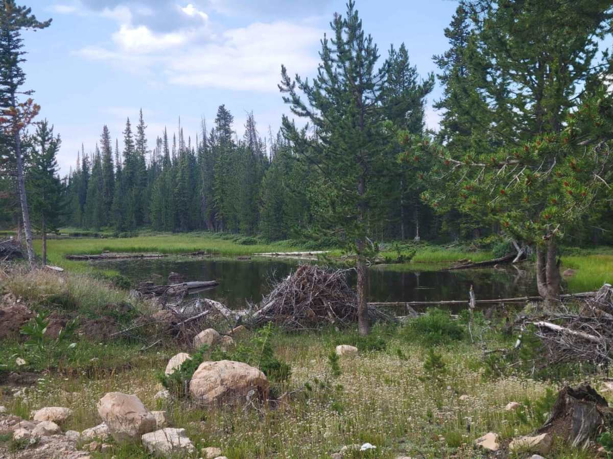 Washington Lake Trail photo 5