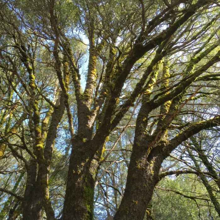 Near Wright Peak Summit Trail
