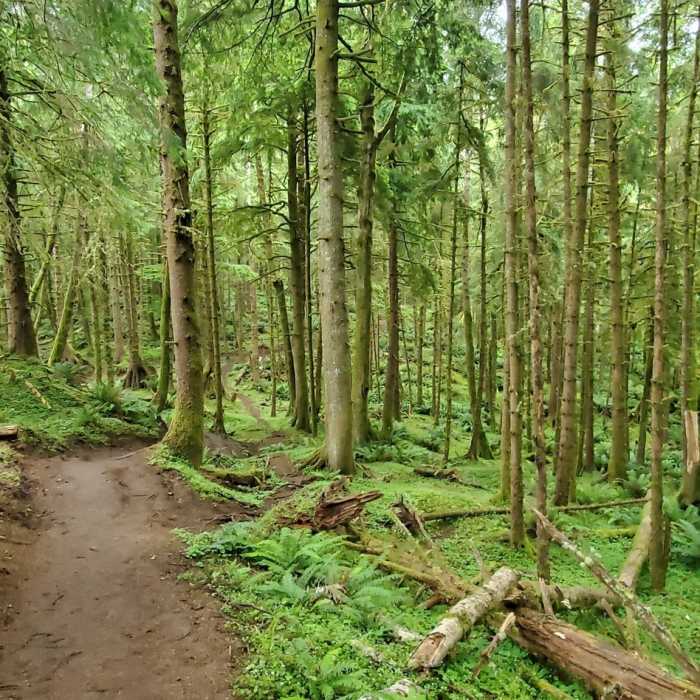 Near Indian Beach Trail