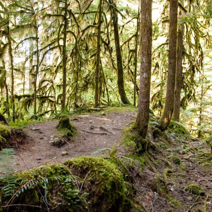 Near Brice Creek Trail, Champion Creek Trailhead to Lund Campground Hike