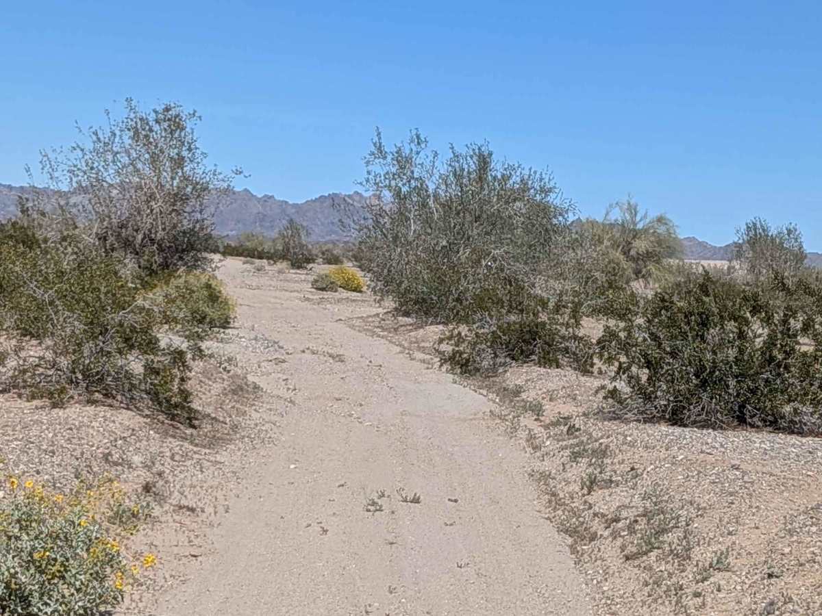 BLM 761 photo 4
