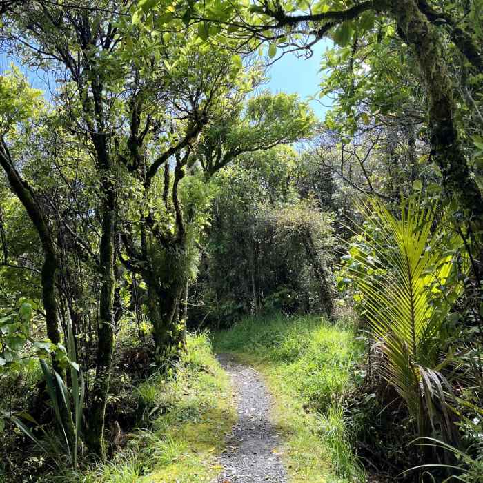 Near Point Elizabeth Lookout Track Near Point Elizabeth Lookout Track