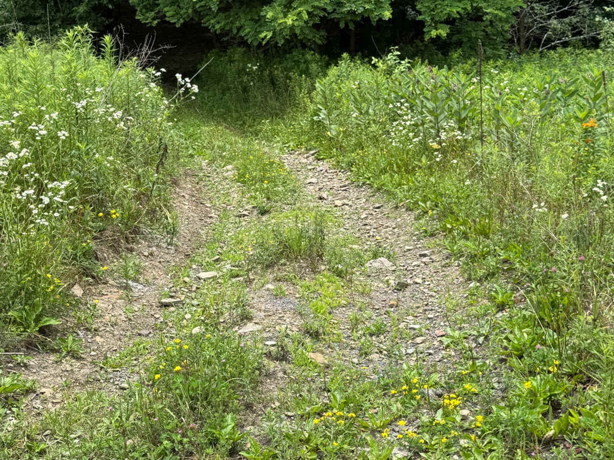 Trail 40 trail photo
