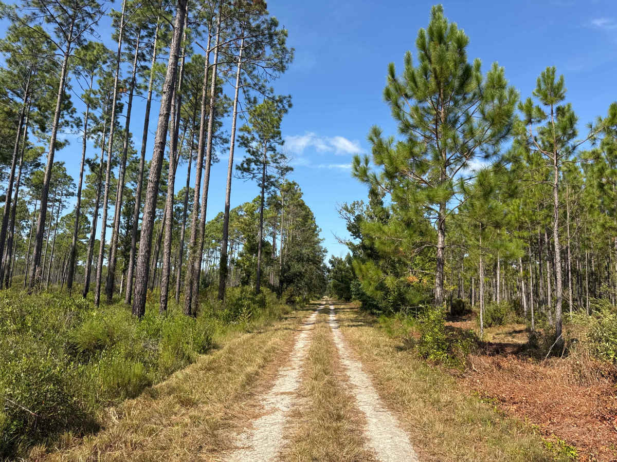 Warbler Loop South trail photo