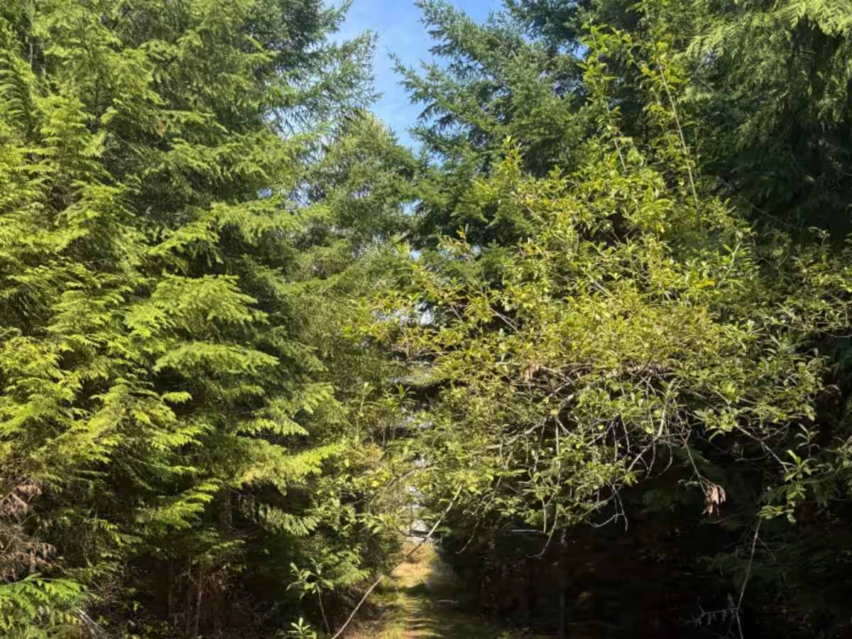 Illabot Powerline Ridge Road photo 5