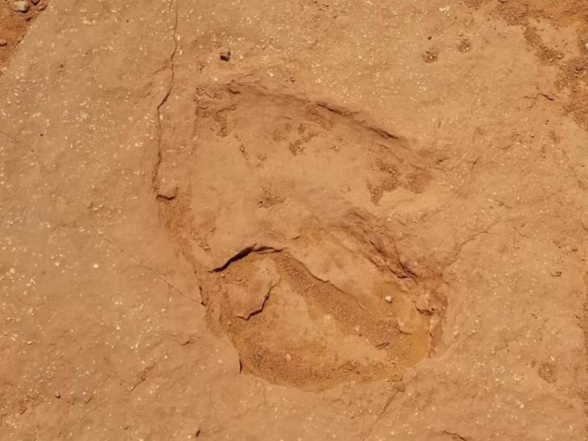Warner Valley Dinosaur Tracks photo 5