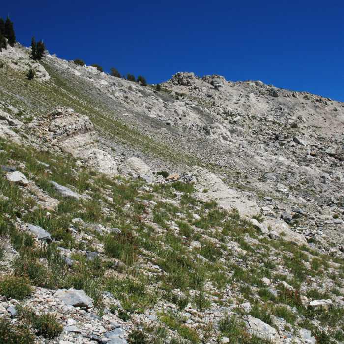 Near Box Elder Summit Trail