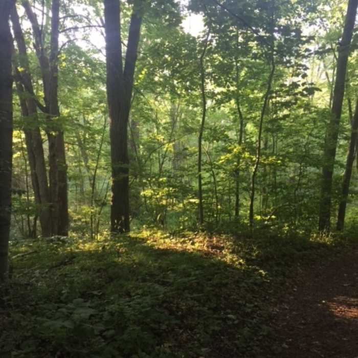 Sun through the trees. Near Riverside Trail Hike