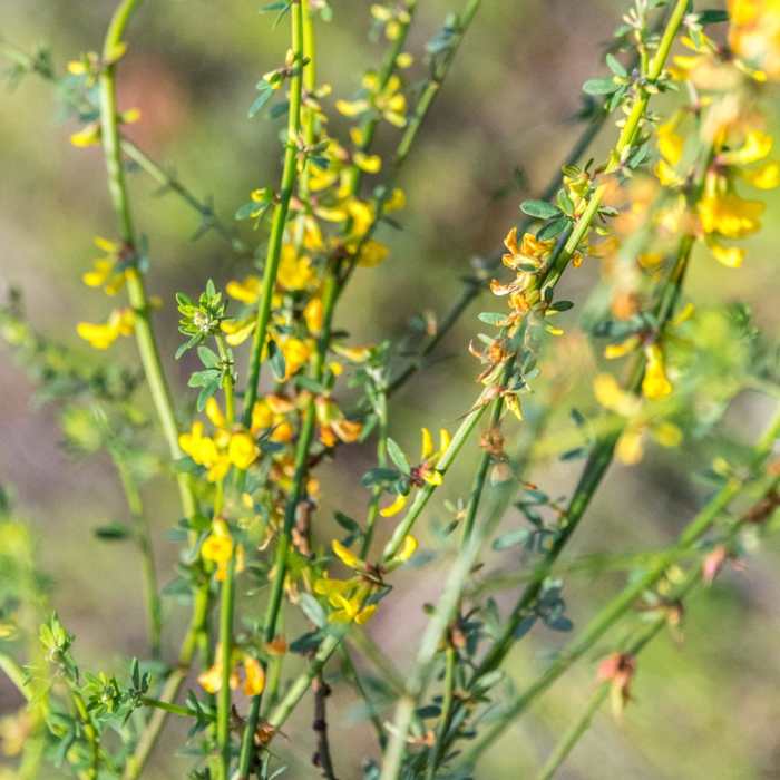 Near Copper Creek Trail via Whiptail Trail