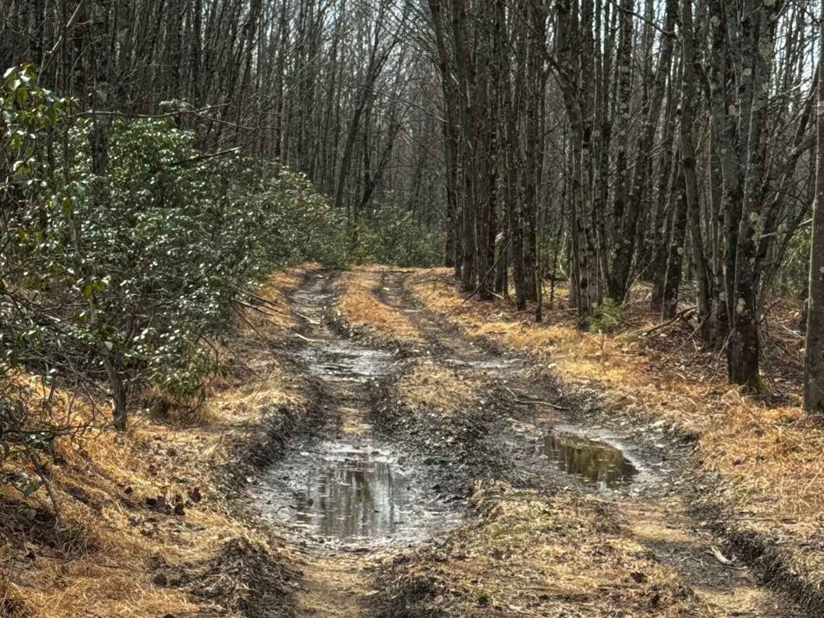 East Branch Road photo 6