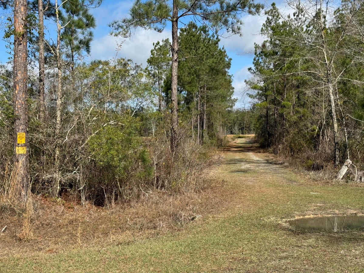 Violet Drive trail photo