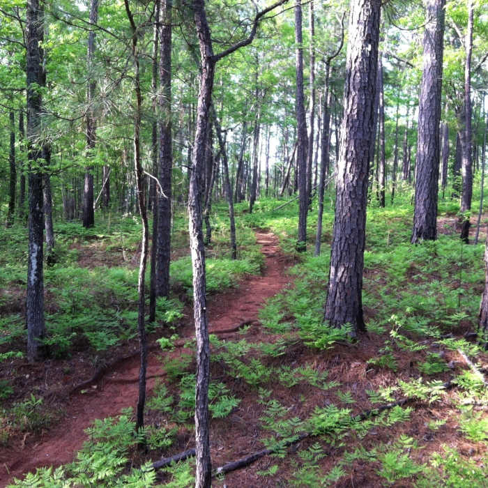 Spring ferns on Hack-n-Yack Near Turkey Run