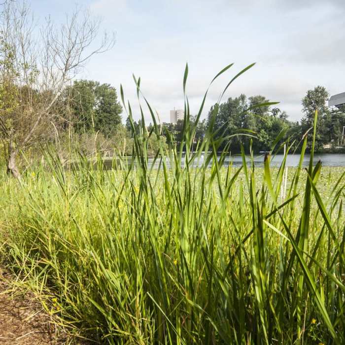 Near Arboretum Waterfront Trail