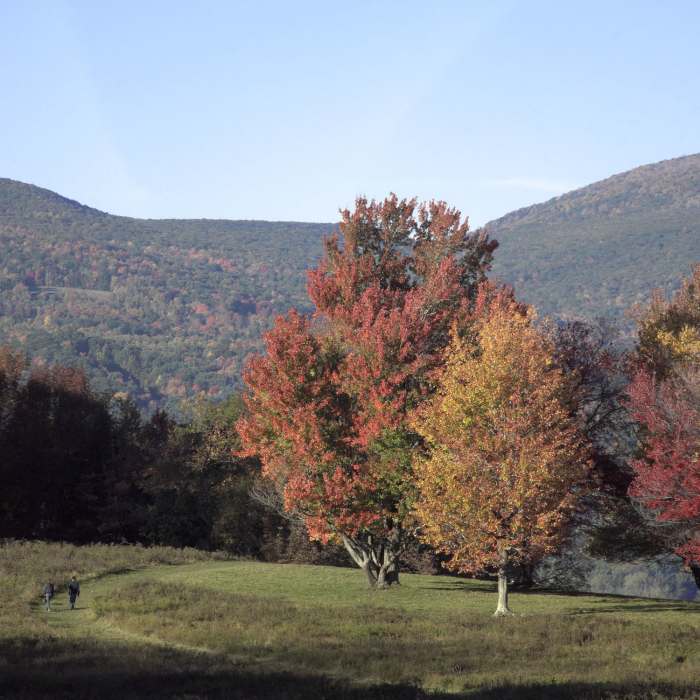 Near Pasture Trail