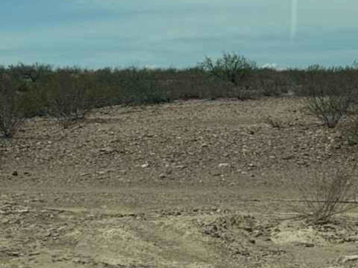 BLM SS1029 photo 4