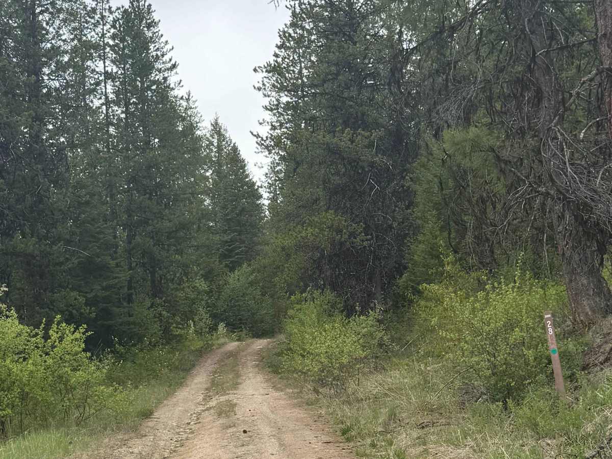 Upper Lane Creek - FS 2000-280 trail photo