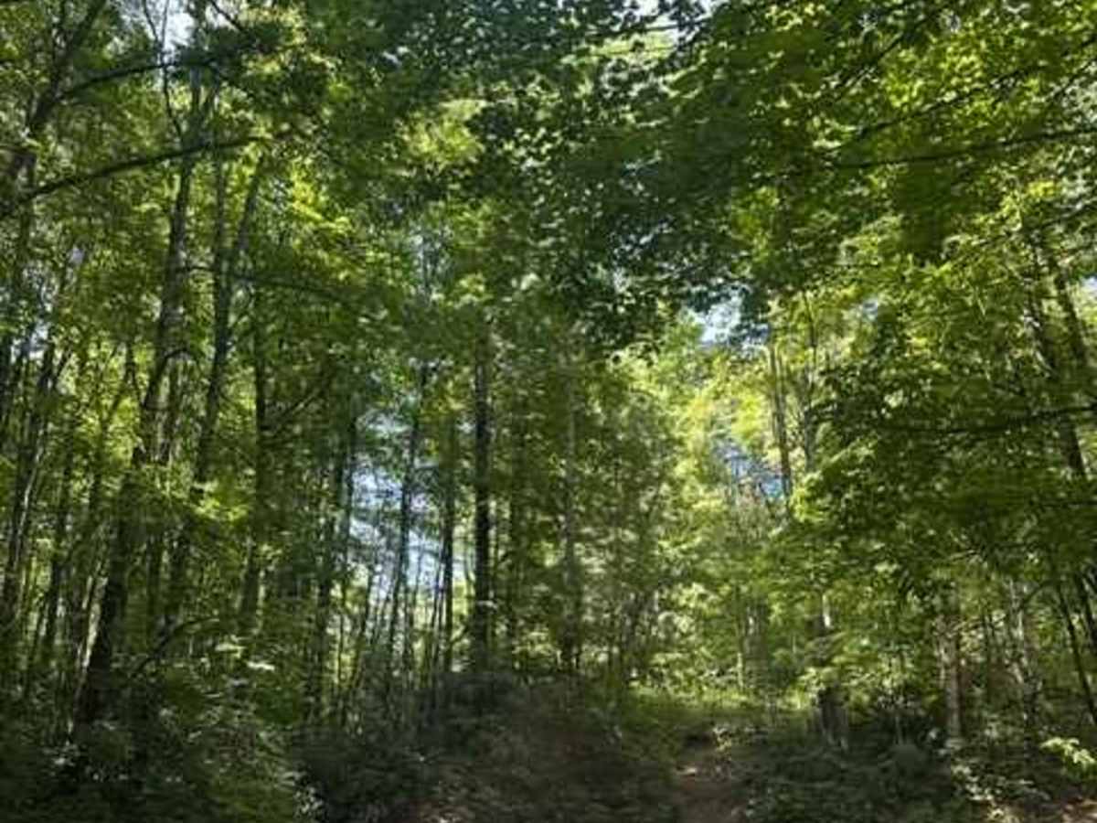 Big Creek Road - FS 4567 photo 4