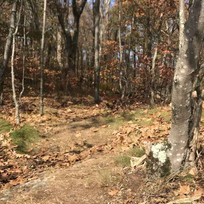 Emerging from the woods to Stapleton Point. Near Little Ascutney Mountain