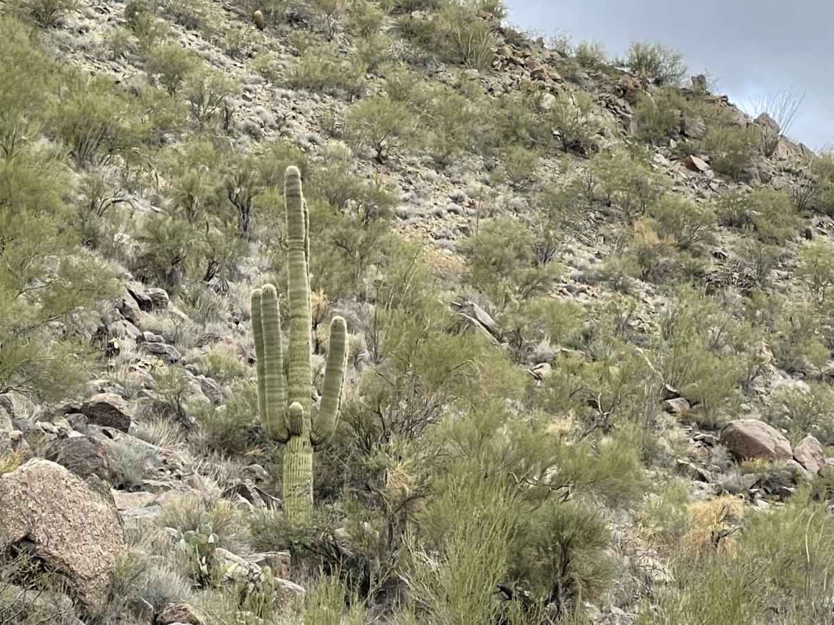 6 Mile Crossing to West Burro Creek Road photo 4