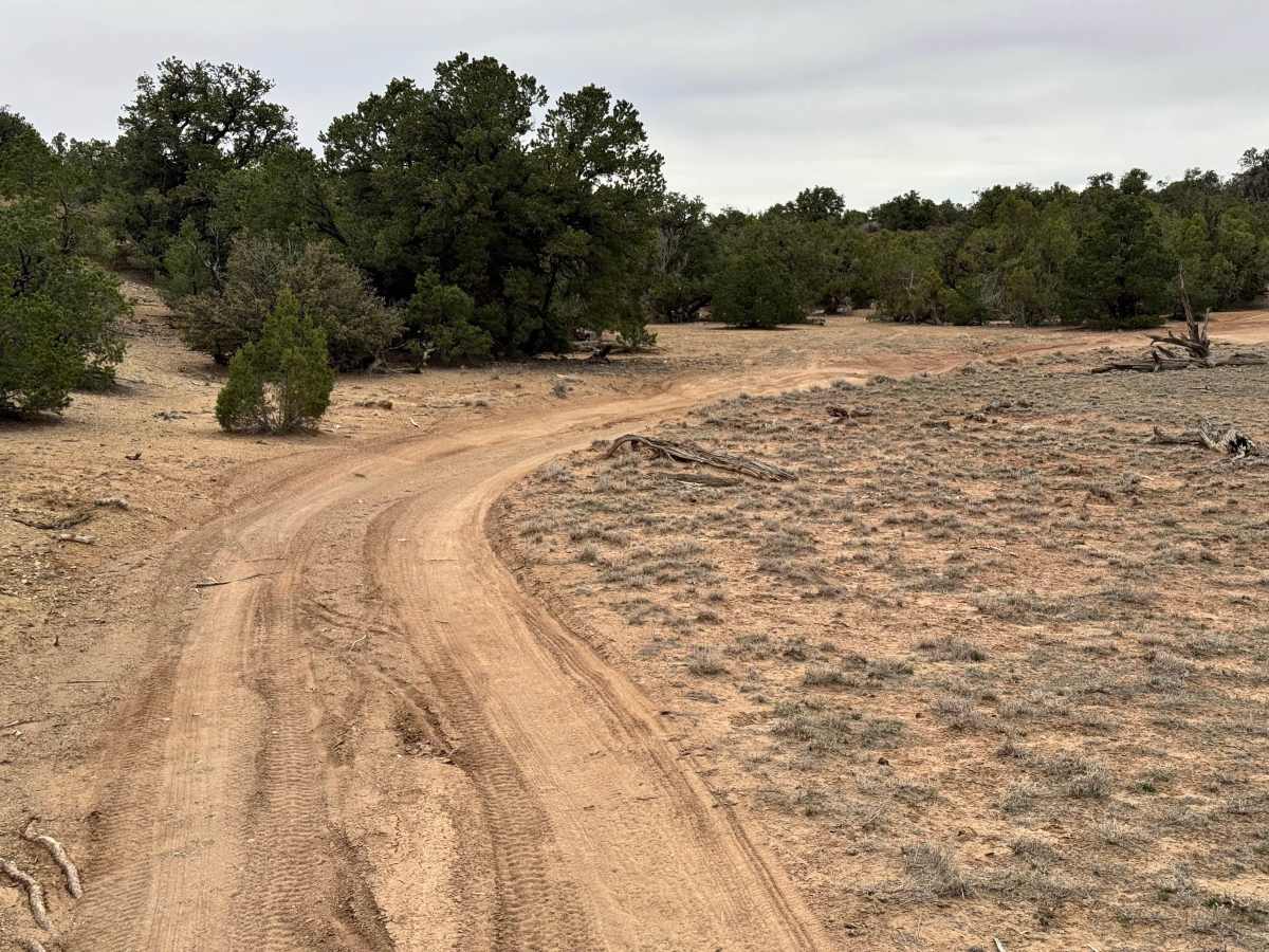 Tree Line Loop photo 2