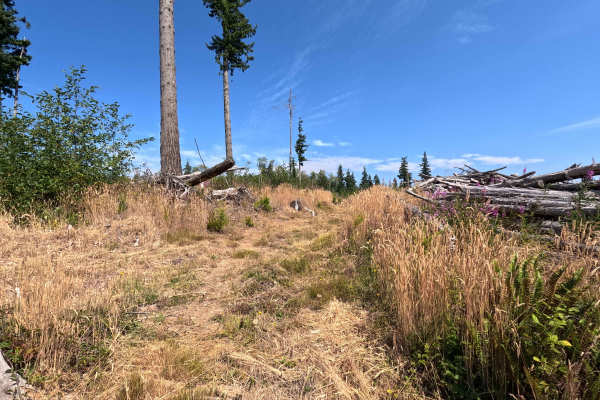 Laddy Buck Trail