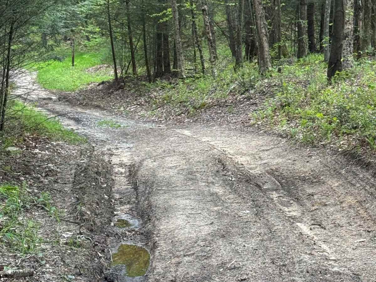 Upper Three Runs Road photo 4